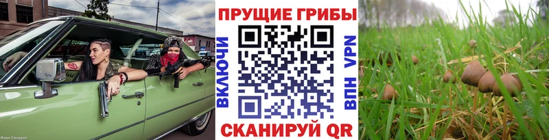 Псилоцибиновые грибы мицелий  Алексеевка 